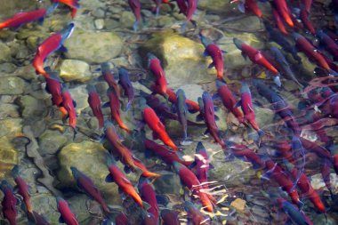 Large numbers of salmons spawning in shallow river clipart