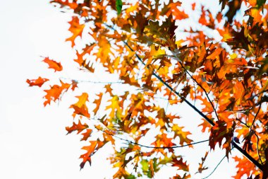 Üzerinde mavi gökyüzü renkli sonbahar yaprakları 