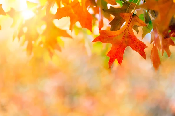 Barevné Podzimní Listí Pozadí — Stock fotografie