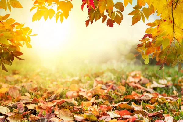 Barevné Podzimní Listí Pozadí — Stock fotografie