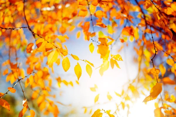 Více Barevné Podzimní Listí Nad Slunečnou Oblohou — Stock fotografie