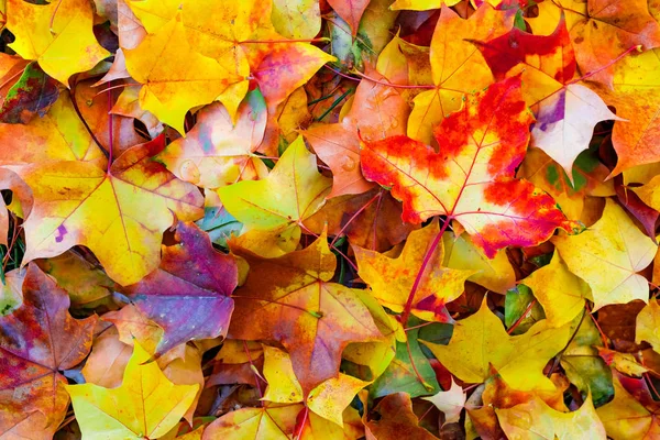 Hojas Multicolores Otoño Fondo Del Suelo — Foto de Stock