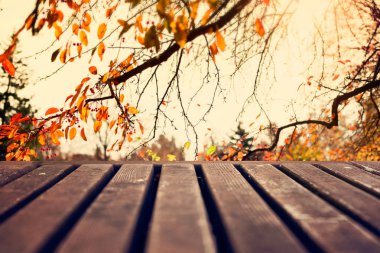 Sonbahar günbatımı renkli ağaç yaprakları 