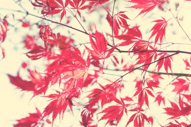 Sonbaharda Japon akçaağacı 