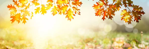Barevné Podzimní Slunce Pozadí — Stock fotografie