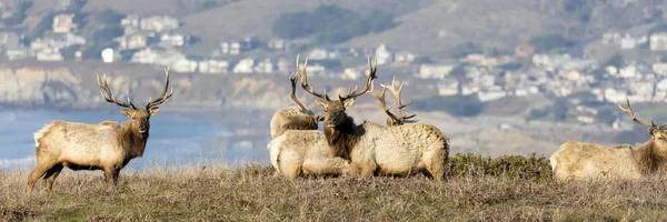 Groep Van Stier Elks Heuvel — Stockfoto