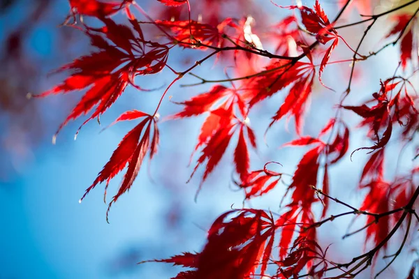 Red japanese maple tree leaves in autumn
