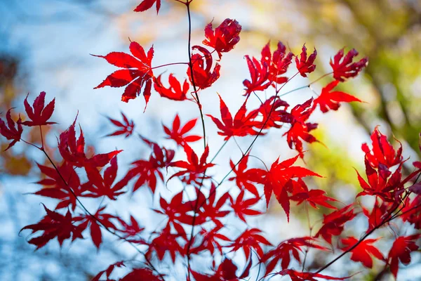 Vermelho Japonês Bordo Árvore Folhas Outono — Fotografia de Stock