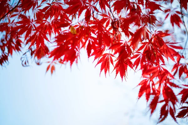 Red japanese maple tree leaves in autumn