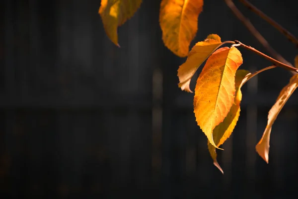 在黑暗背景的秋天叶子 — 图库照片