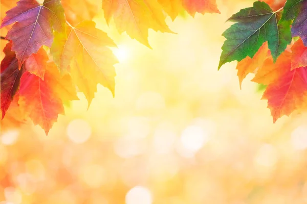 Barevné Podzimní Listí Bokeh Pozadí — Stock fotografie