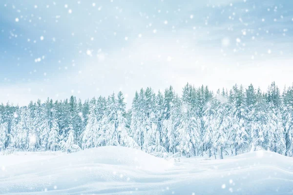 雪で覆われた冬の森の松の木 — ストック写真