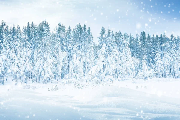 Borovice Lesní Zimě Sněhem — Stock fotografie