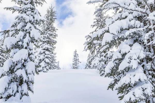 Kar Kış Manzara Çam Ağaçlarıyla Kaplı — Stok fotoğraf