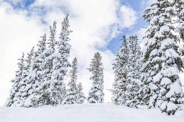 Pins Couverts Neige Paysage Hivernal — Photo