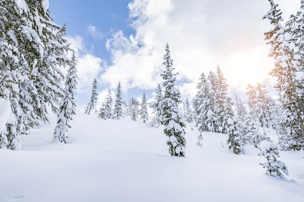 Pinos Cubiertos Nieve Paisaje Invernal —  Fotos de Stock