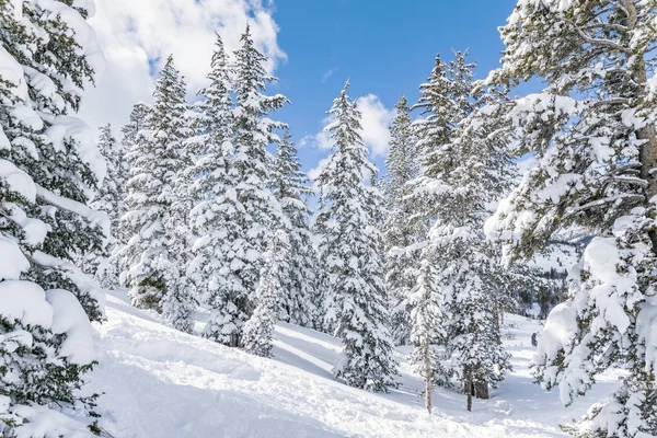 Сосни Покриті Снігом Зимовий Пейзаж — стокове фото