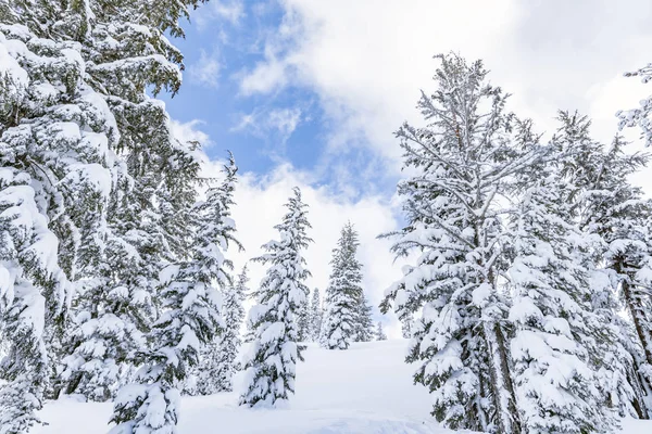 Kar Kış Manzara Çam Ağaçlarıyla Kaplı — Stok fotoğraf