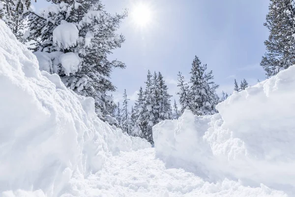 Pinhais Cobertos Neve Paisagem Inverno — Fotografia de Stock