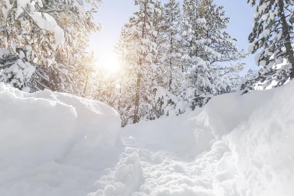 Borovice Pod Sněhem Zimní Krajina — Stock fotografie