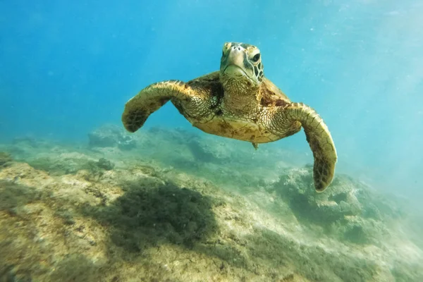 ハワイのサンゴ礁の水中写真は緑色の海亀 — ストック写真