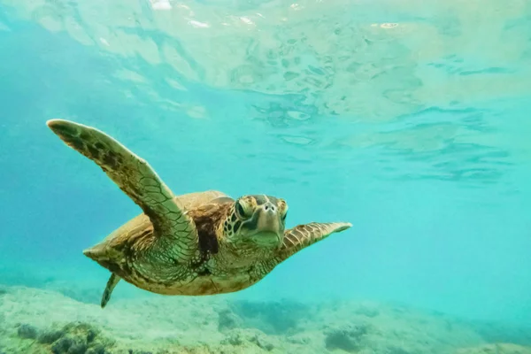 Grön Havssköldpadda Ovan Korallrev Undervattensfoto Hawaii — Stockfoto
