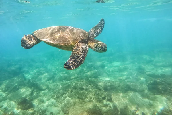 ハワイのサンゴ礁の水中写真は緑色の海亀 — ストック写真