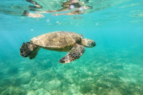 Tortuga Verde Sobre Arrecife Coral Fotografía Submarina Hawaii — Foto de Stock