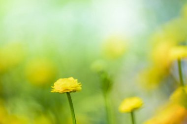 yeşil zemin üzerine sarı bahar çiçekleri 