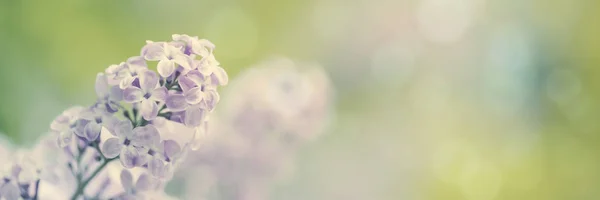 Flores Lilás Flor Primavera Fundo Dia Ensolarado — Fotografia de Stock