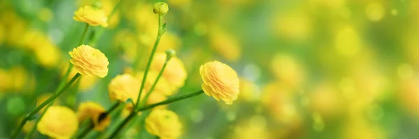 Fiori Gialli Primaverili Sfondo Verde — Foto Stock