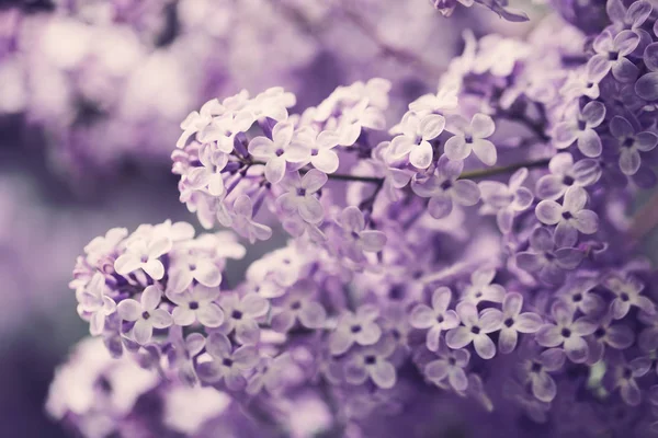 Fleurs Lilas Fleur Printemps Fond Journée Ensoleillé — Photo