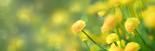 Flores Amarillas Primavera Sobre Fondo Verde —  Fotos de Stock