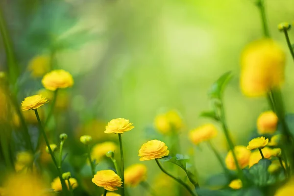 Flores Amarelas Primavera Fundo Verde — Fotografia de Stock