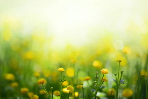 Fiori Gialli Primaverili Sfondo Verde — Foto Stock