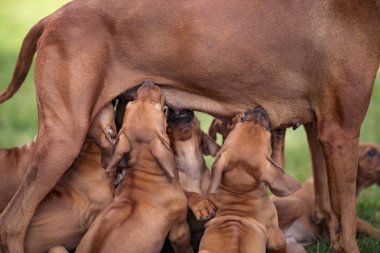 Rodezya Ridgeback yeşil çimenlerin üzerinde onu kukla Hemşirelik 