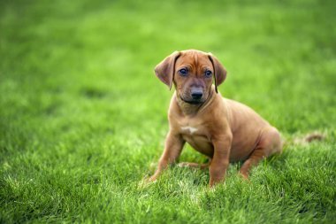 Rodezya sırtlı yavru köpeği yeşil çimlerde oturuyor. 