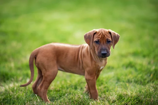 Rhodesian Ridgeback Welpe Auf Grünem Gras — Stockfoto