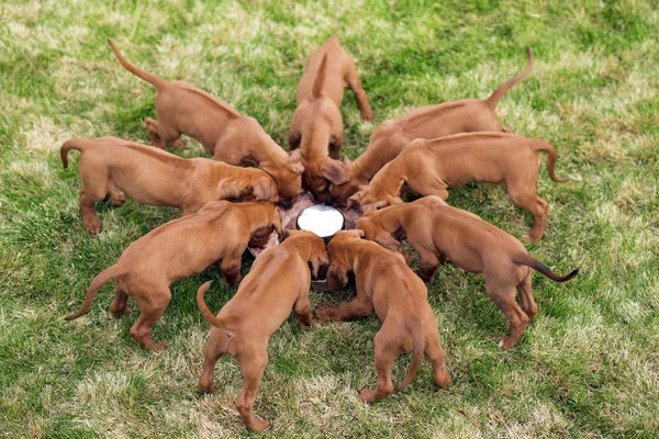 Rodezya ridgeback yavruları dışarıda kaseden yiyorlar.