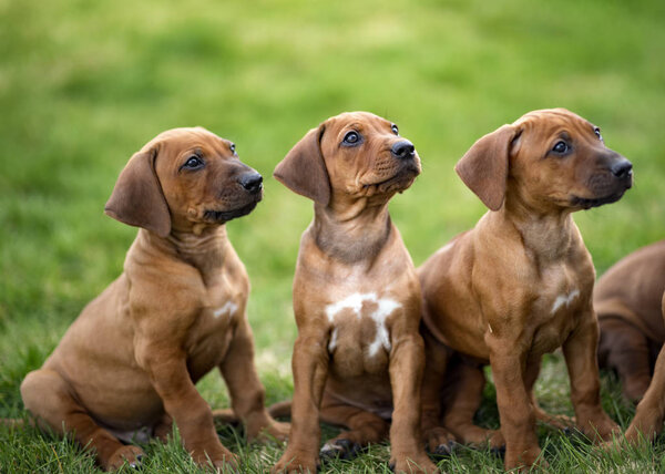 Родезийские щенки, сидящие на зеленой траве в ожидании угощений
 