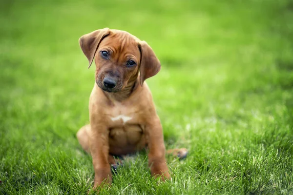 Rhodesian Ridgeback Welpe Sitzt Auf Grünem Gras — Stockfoto