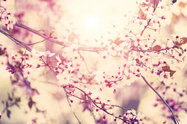 Lentebloemen Van Boom Bloei — Stockfoto