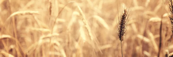 Golden Wheat Field Sunny Day Agriculture Area — Stock Photo, Image