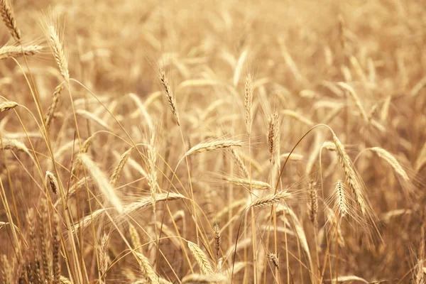 Golden Wheat Field Sunny Day Agriculture Area — Stock Photo, Image