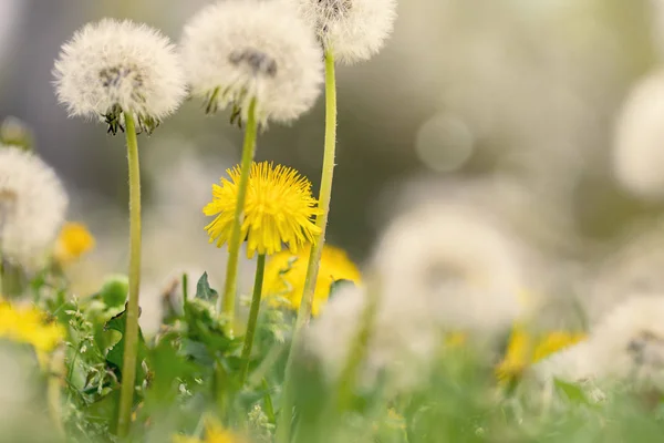 Fiori Tarassaco Nel Prato — Foto Stock