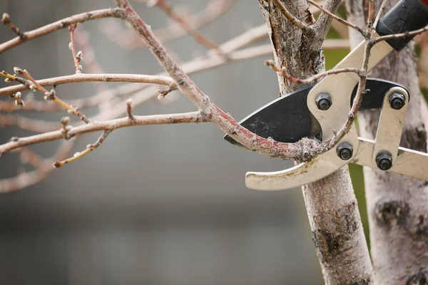 Pruning Tree Branches Early Spring — Stock Photo, Image
