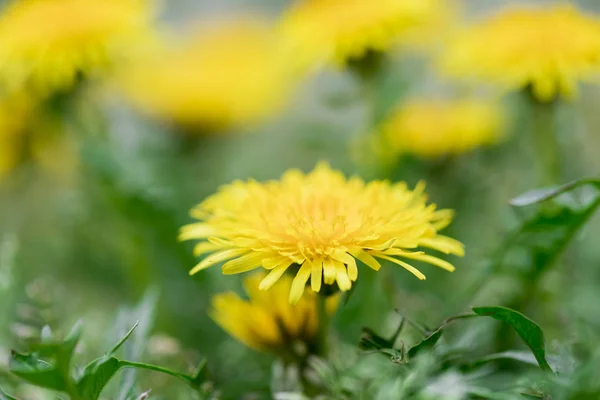 Dente Leone Giallo Sul Prato — Foto Stock