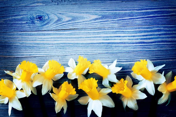 Flores Narciso Sobre Fondo Azul Madera — Foto de Stock