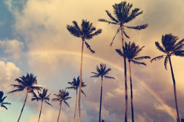 Gökkuşağı ile gökyüzü üzerinde palmiye ağaçları