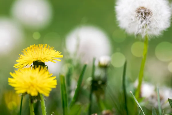 Fiori Tarassaco Nel Prato — Foto Stock